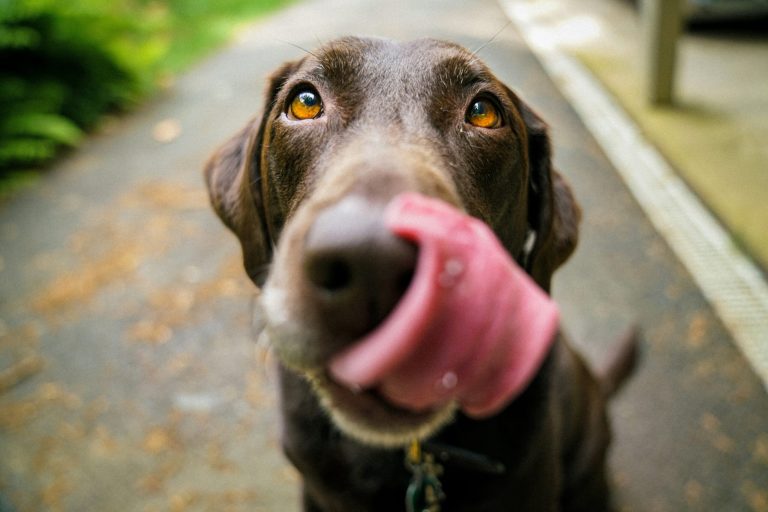 A Beginner’s Guide to Pet Nutrition