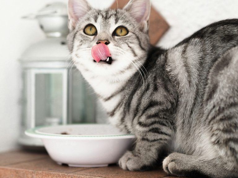 Understanding Protein Needs in Your Pet’s Diet