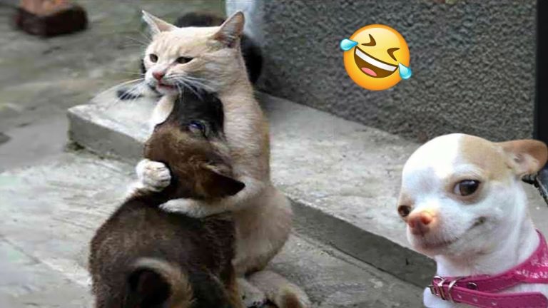 Funniest Cats And Dogs Videos 😁 – Best Funny Animal Videos 2024 🥰#14