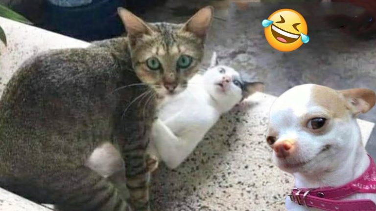 Funniest Cats And Dogs Videos 😁 – Best Funny Animal Videos 2024 🥰#8