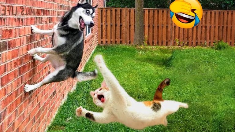 Try Not To Laugh Dogs And Cats 😁 – Best Funniest Animal Videos Of The Month #1