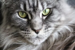 Characteristics of the Maine Coon cat