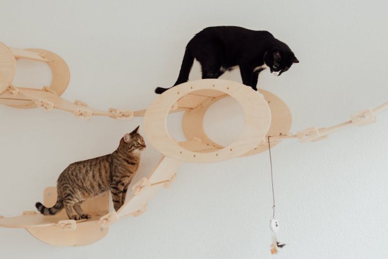 Eco-friendly Cat Toys and Accessories