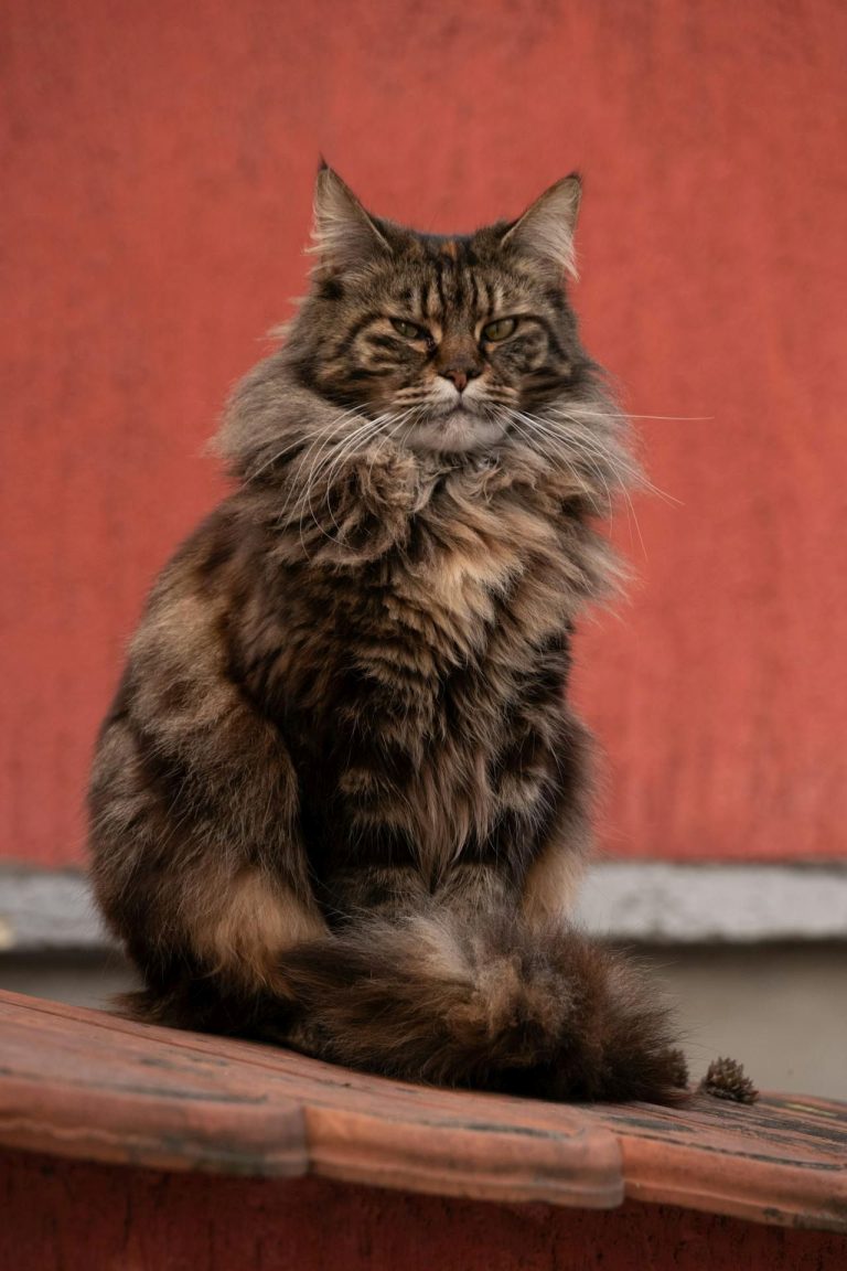 Characteristics of the Maine Coon cat