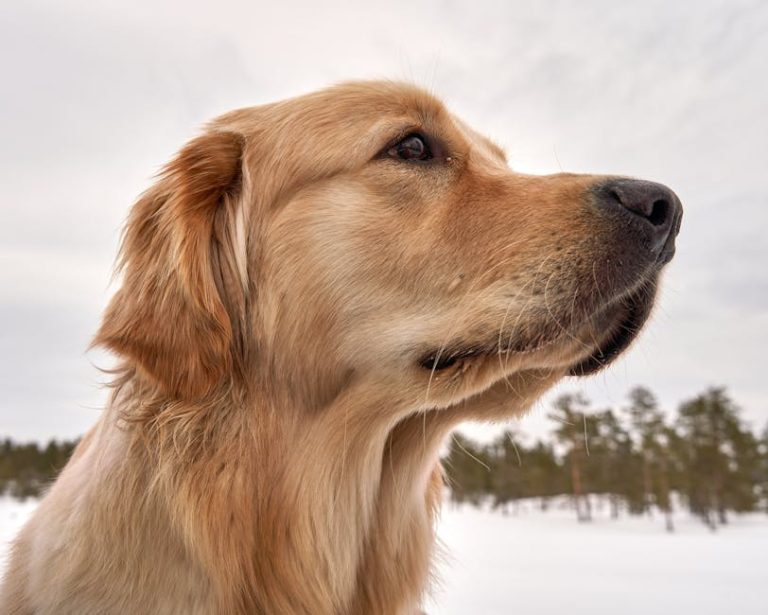 Today’s Featured Breed “Golden Retriever”