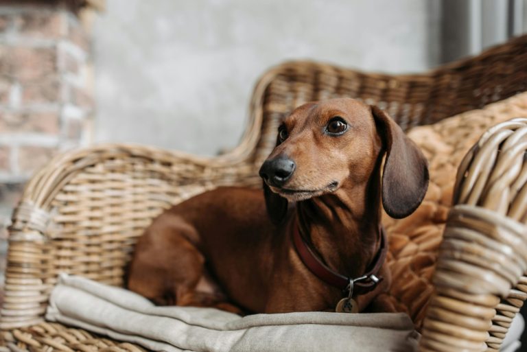 Today’s Featured Breed “Dachshund”