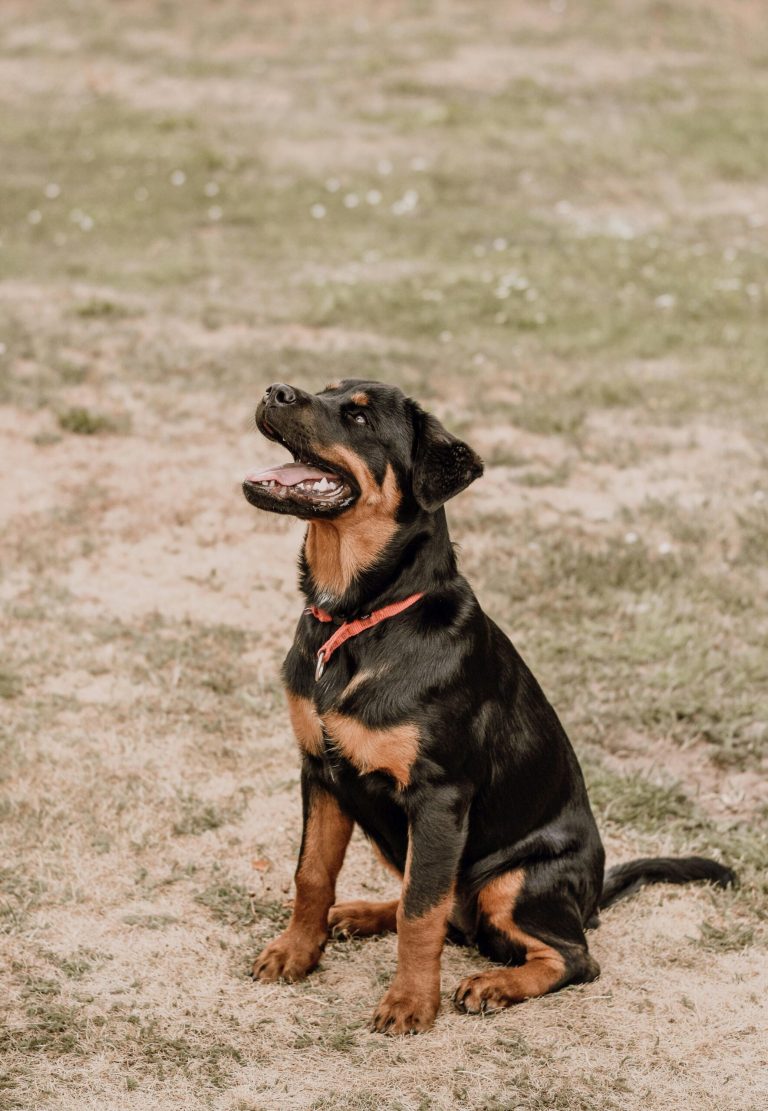 Today’s Featured Breed “Rottweiler”