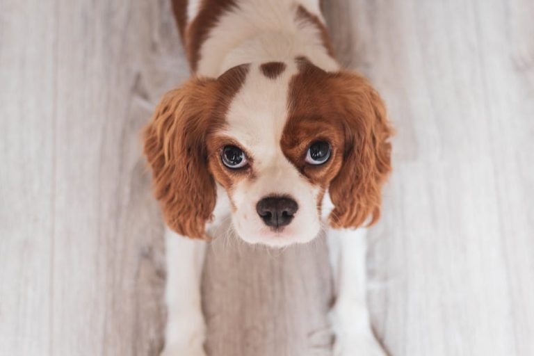 Today’s Featured Breed “Cavalier King Charles Spaniel”