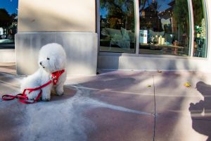 Today's Featured Breed "Bichon Frise"