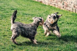 Today's Featured Breed " Miniature Schnauzer"