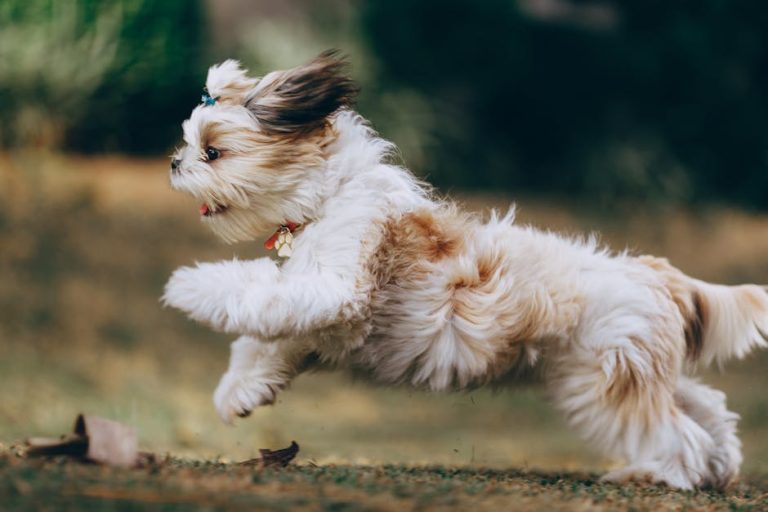 Today’s Featured Breed “Shih Tzu”