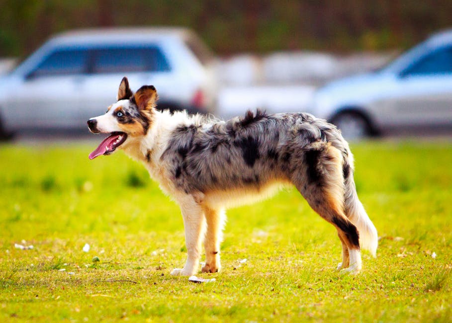 Today's Featured Breed "Australian Shepherd"