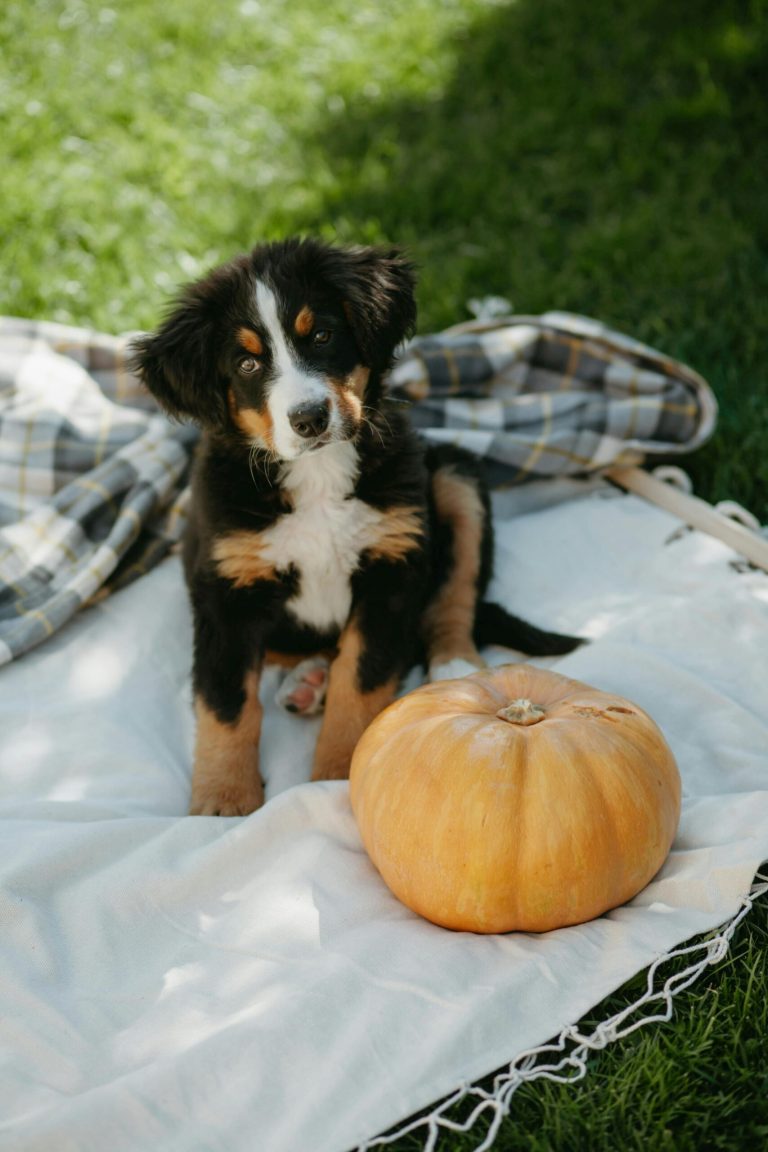 Today’s Featured Breed “Bernese Mountain Dog”