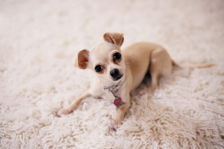 Today’s Featured Breed “Chihuahua”