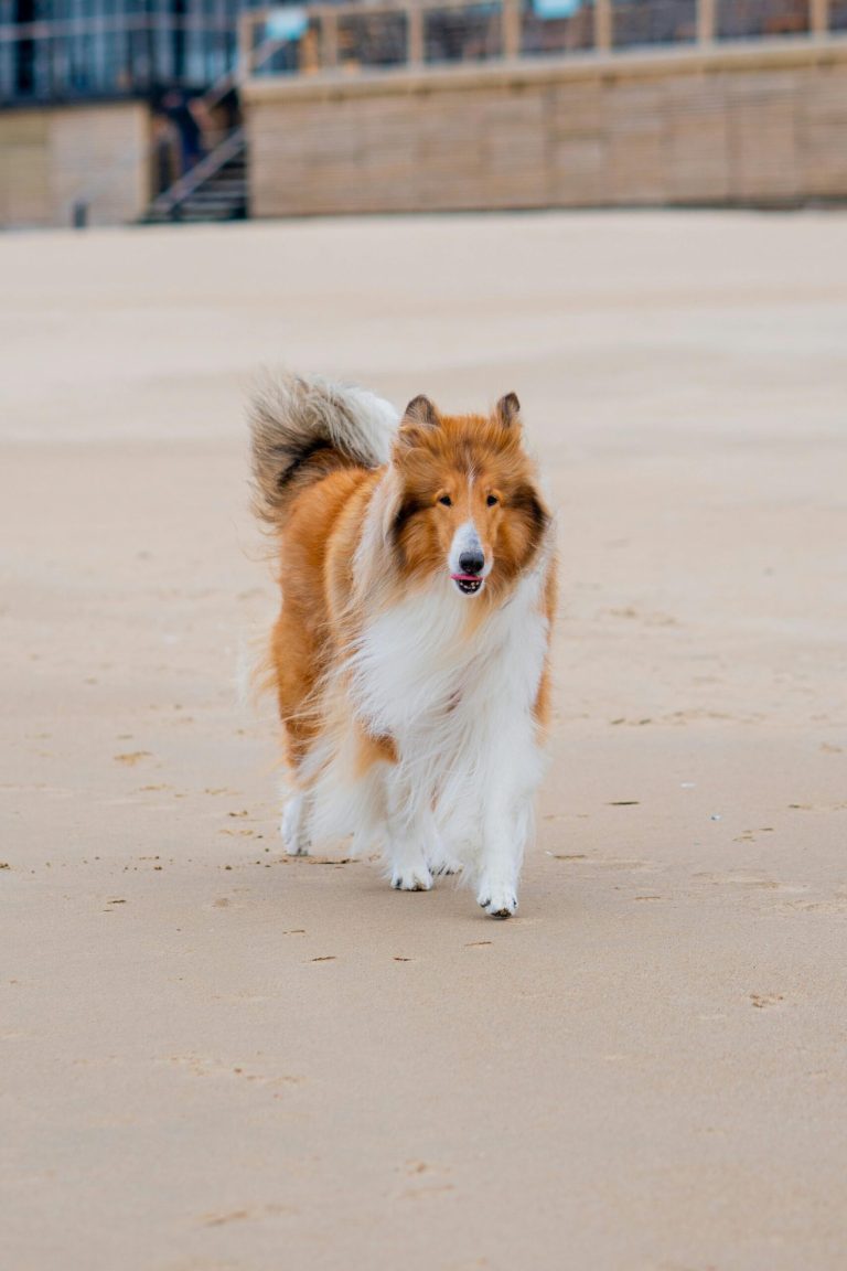 Today’s Featured Breed “Collie”