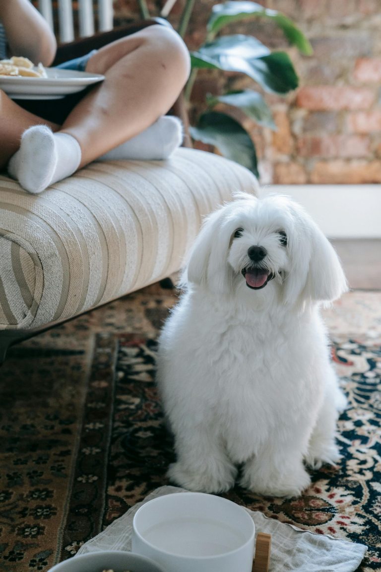 Today’s Featured Breed “Maltese”