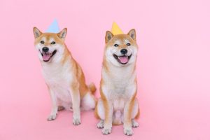 Today's Featured Breed "Shiba Inu"