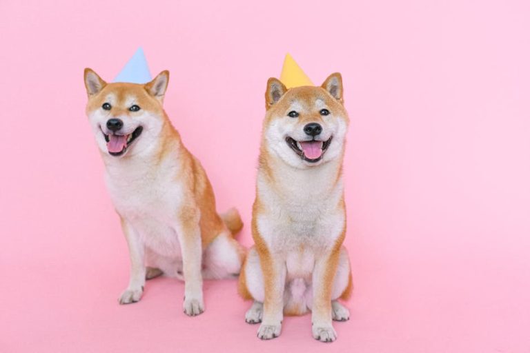 Today’s Featured Breed “Shiba Inu”