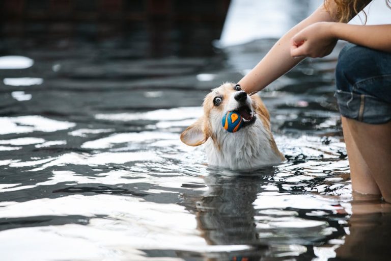 Today’s Featured Breed “Pembroke Welsh Corgi”