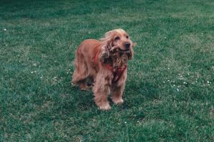 Today's Featured Breed "Cocker Spaniel"