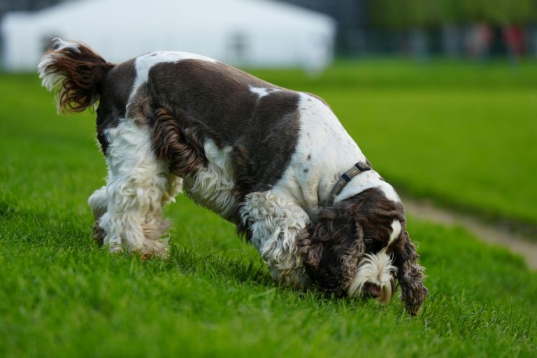 Today’s Featured Breed “English Springer Spaniel”