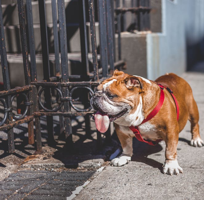 Today’s Featured Breed “French Bulldog”