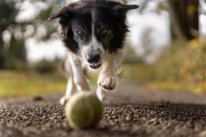 Today's Featured Breed "Border Collie"