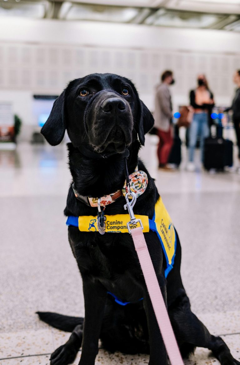 “Therapy Dogs: Heroes Unleashed!”