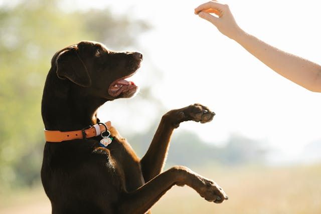 Pet Behavior and Training Daily Brief