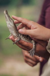 person holding small alligator