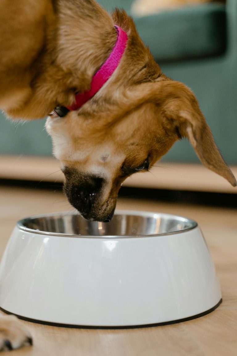 Top Pet Nutrition Tips