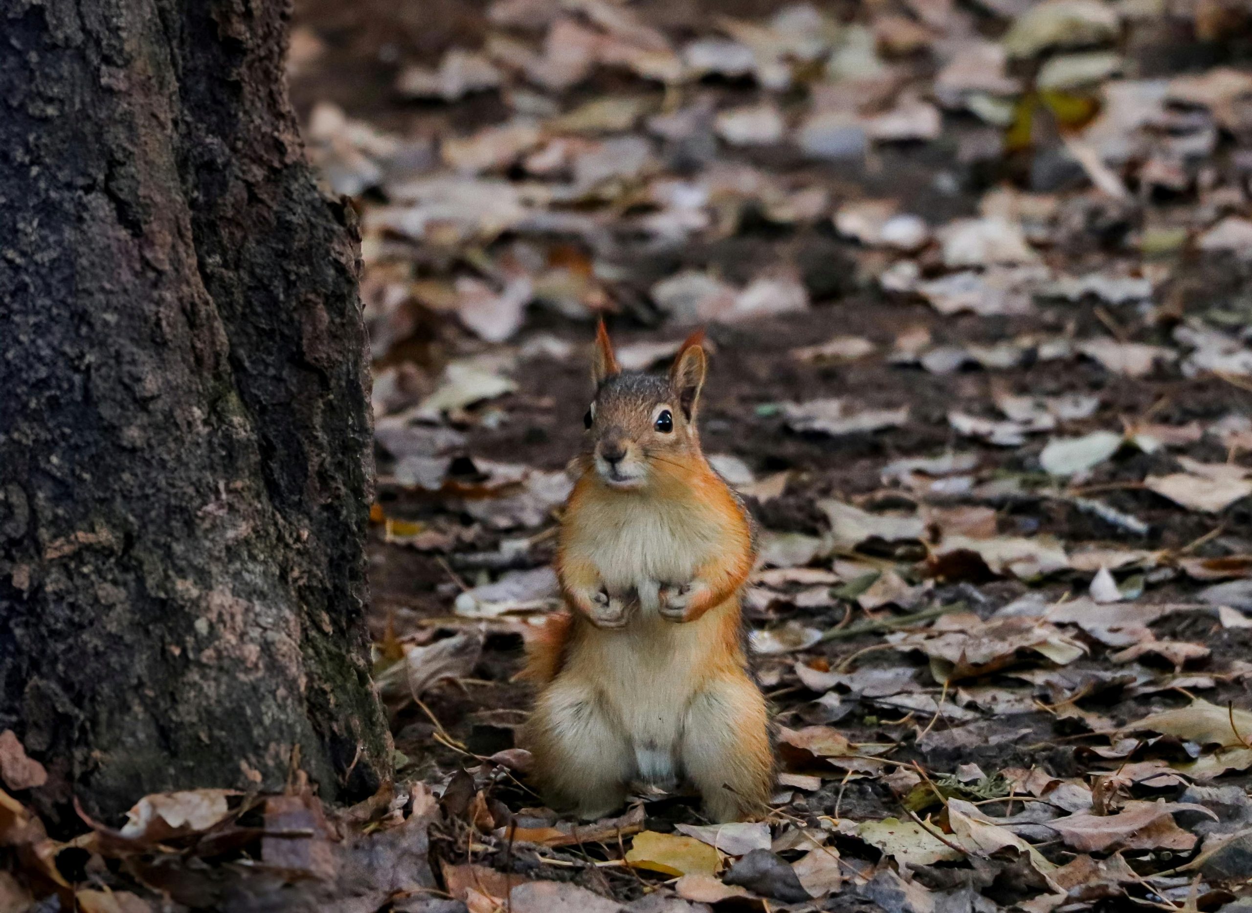 Image of a squirrel in the woods